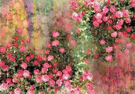 Digital Print Silk Shawl Fabrikant China